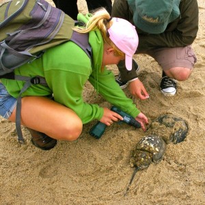 Undergrad Summer Research Horseshoe Crab Drilling